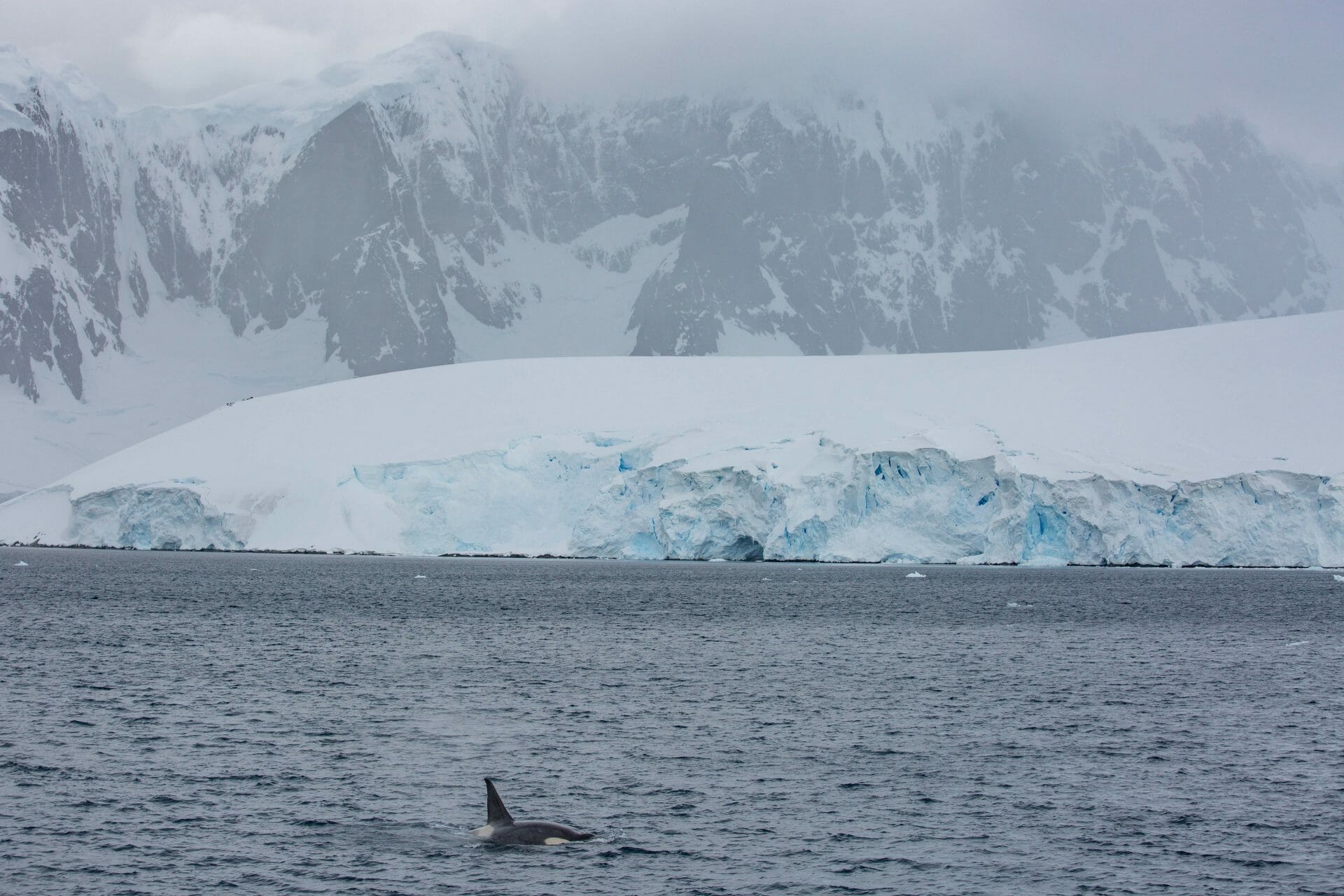 2016 4Deserts Antarctica. Photo: Myke Hermsmeyer